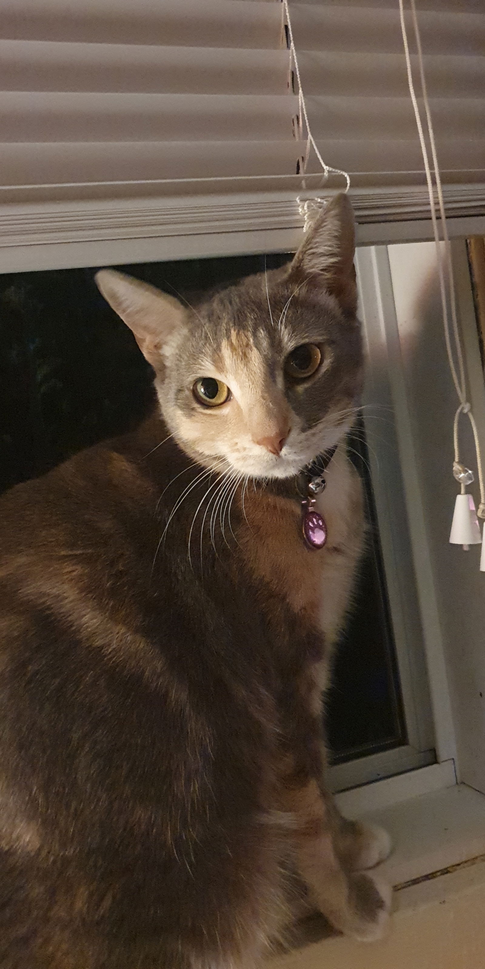 Miss fluff ball profile banner