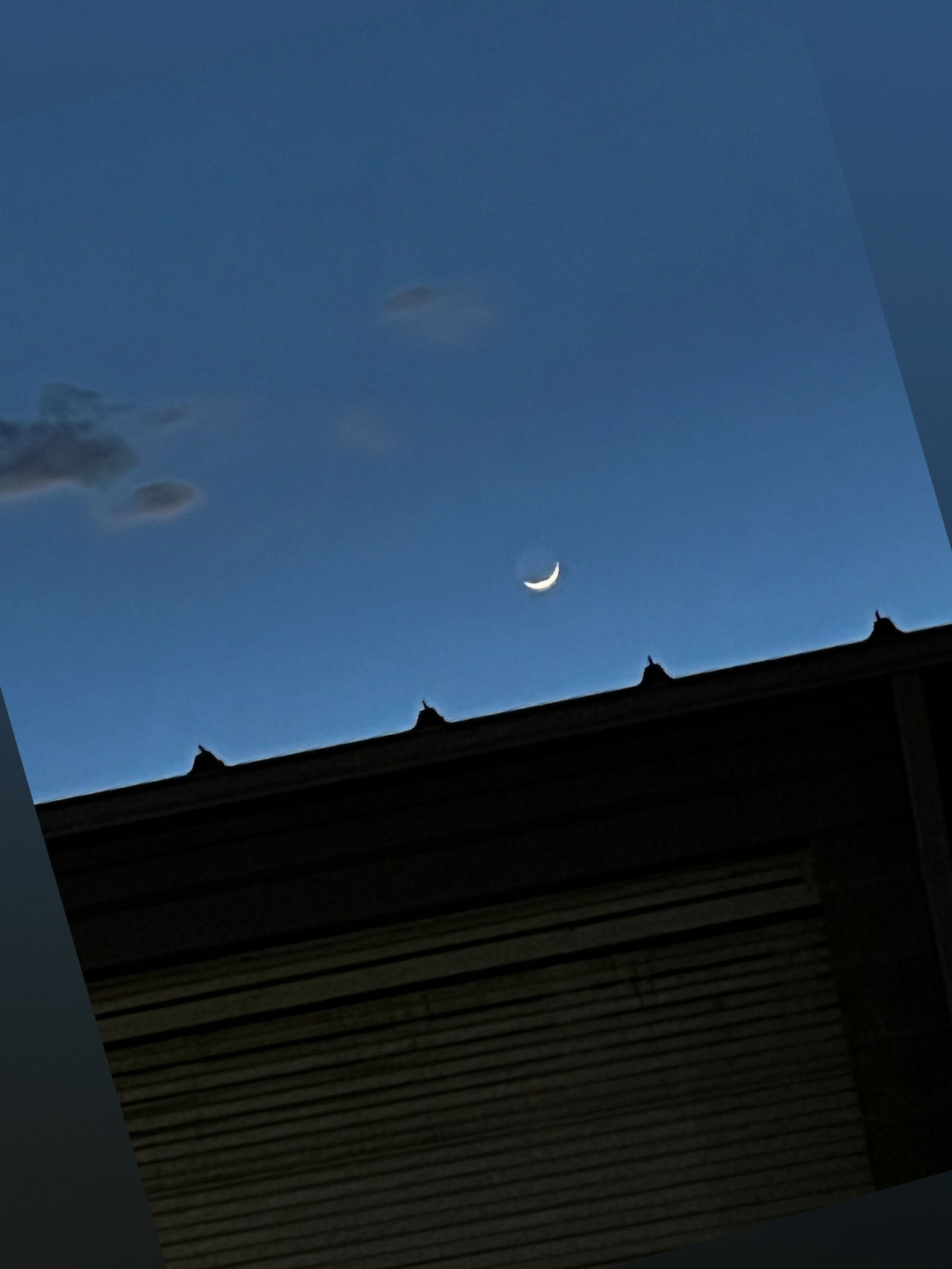 Kitten profile banner
