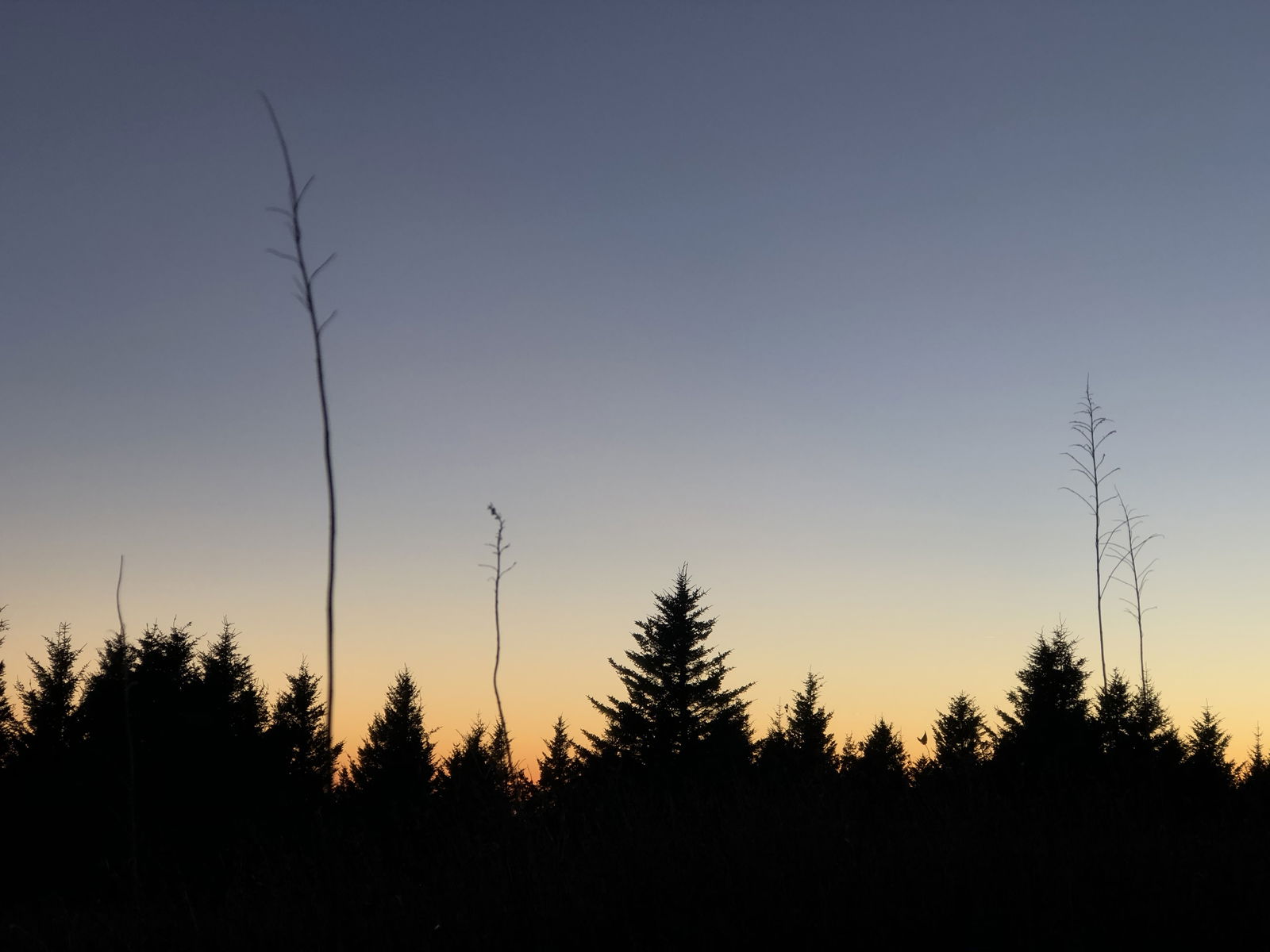 Heather profile banner