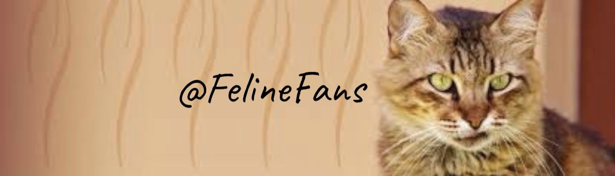 ππ± FelineFans π±π profile banner