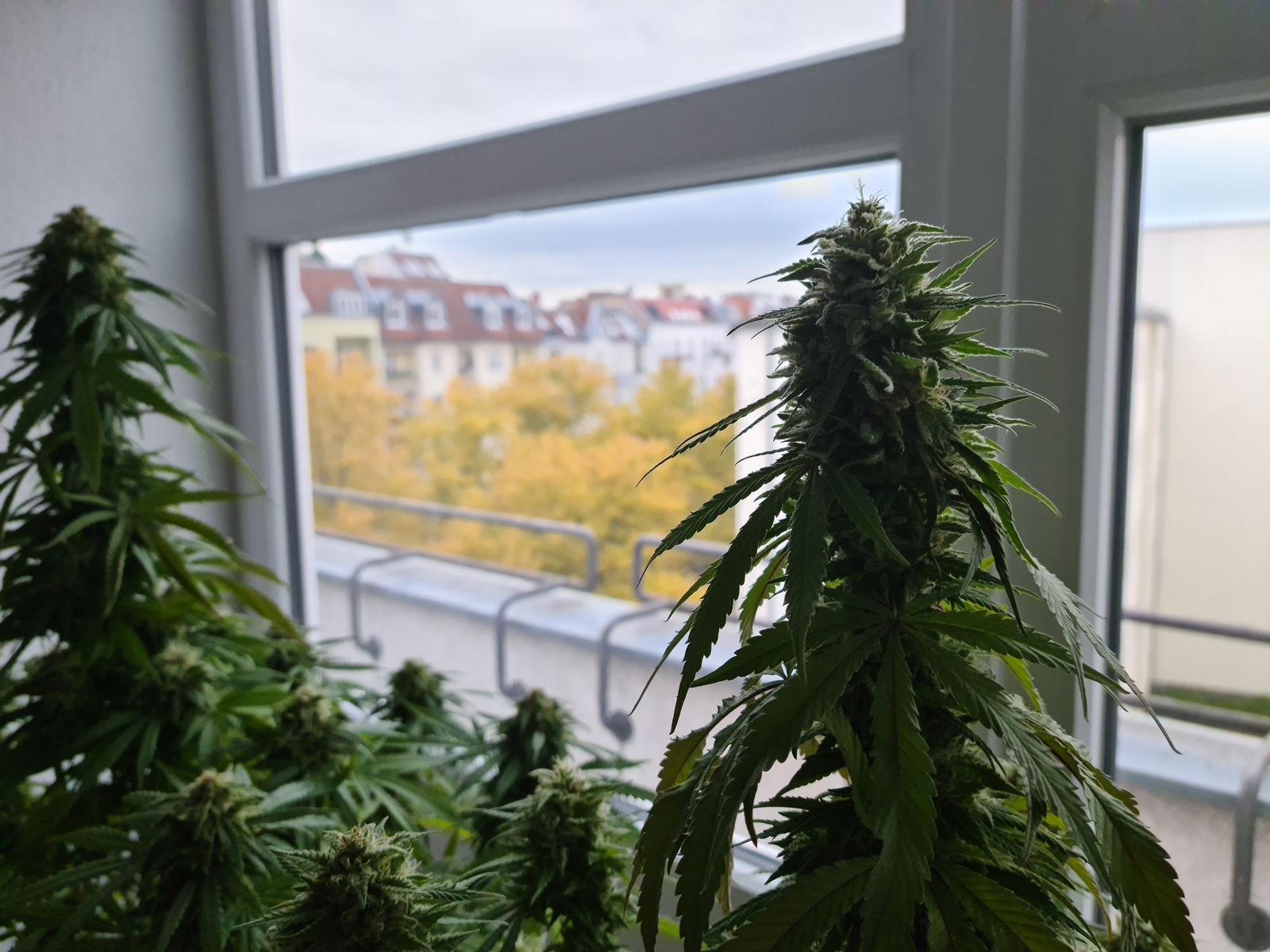 Felix🥦 profile banner