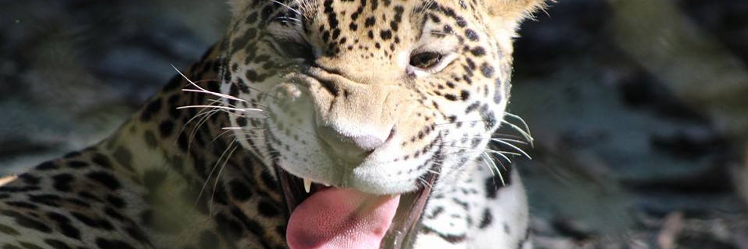 Fiorella Pasquel profile banner