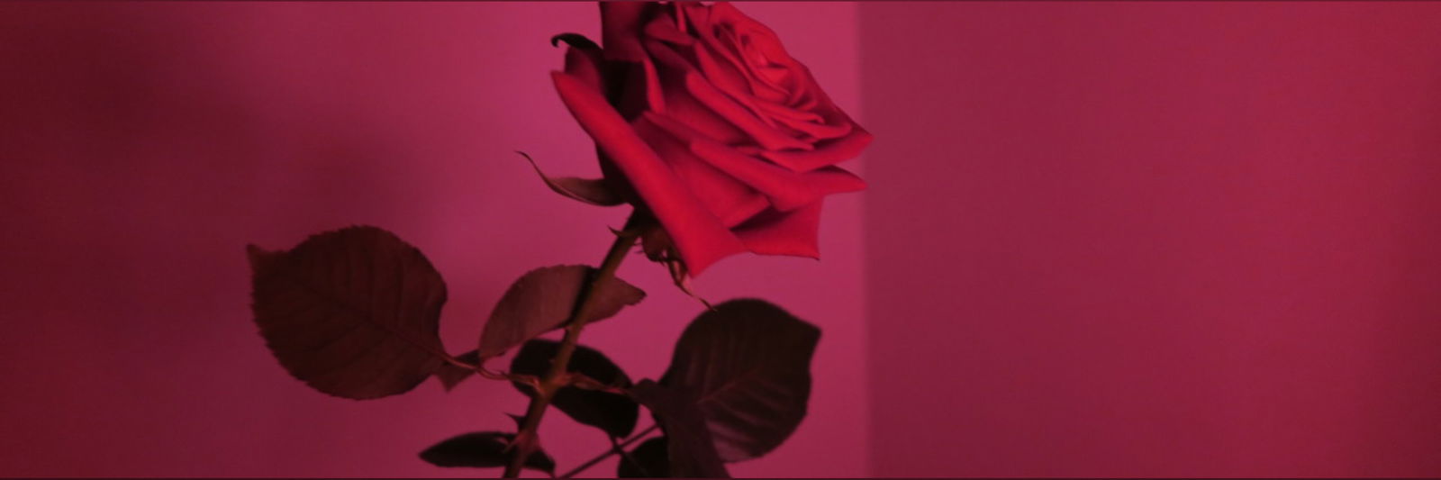 Rose πΉ profile banner