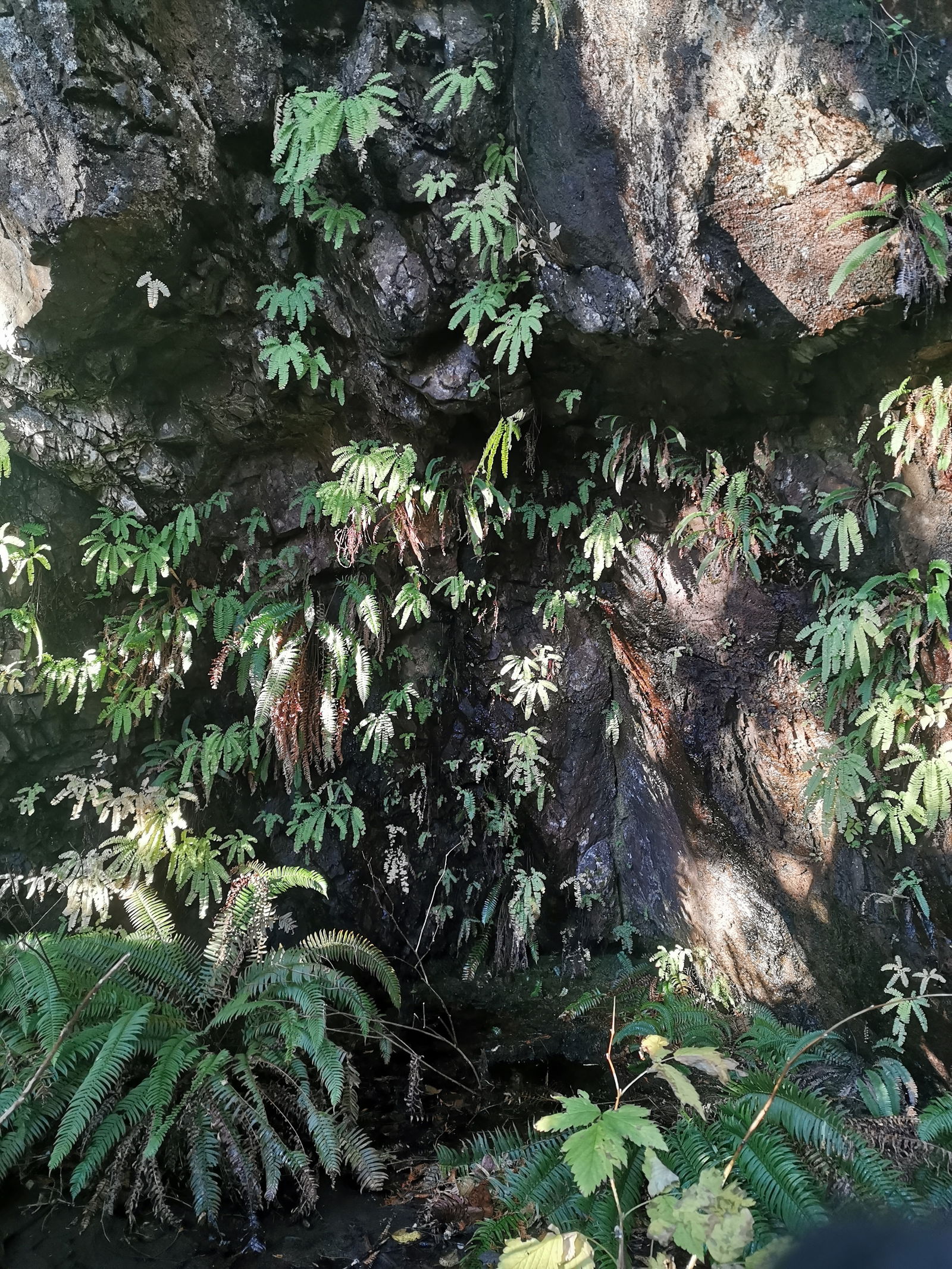 forrestgoddess banner