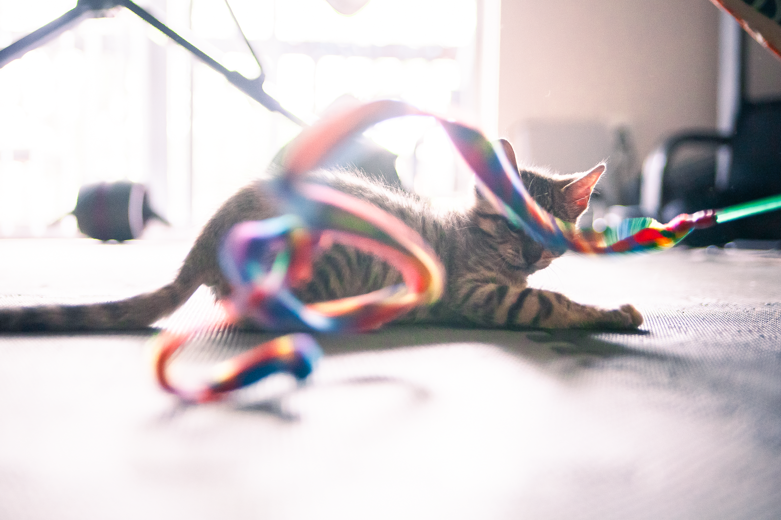 Foster Kitten Dad profile banner