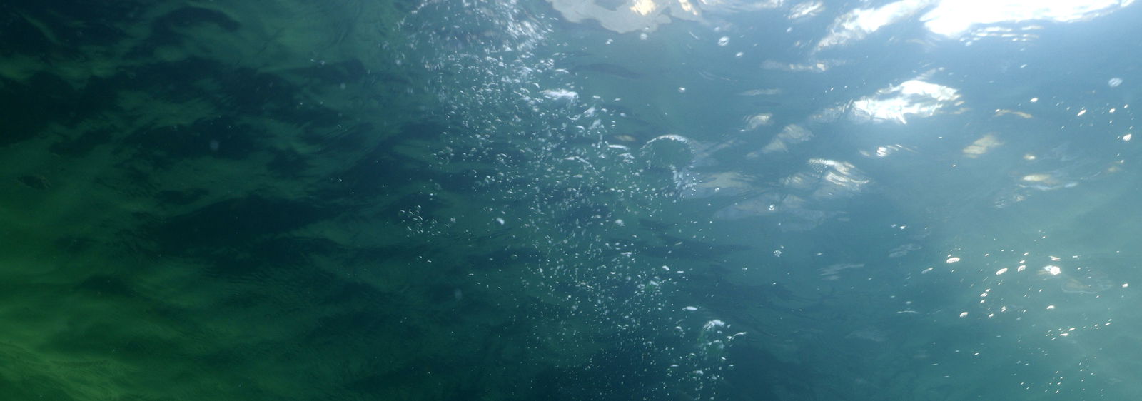 Underwater and breathhold training profile banner