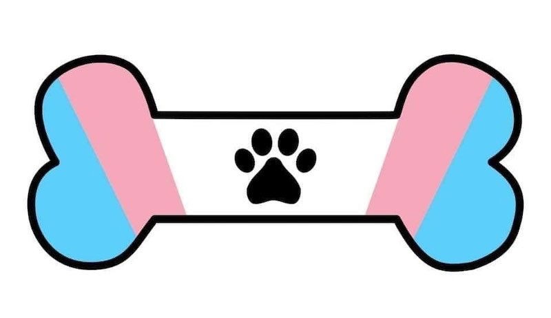 Puppy Koda profile banner