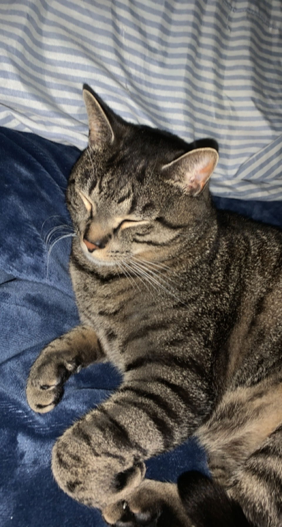 Jizzy profile banner