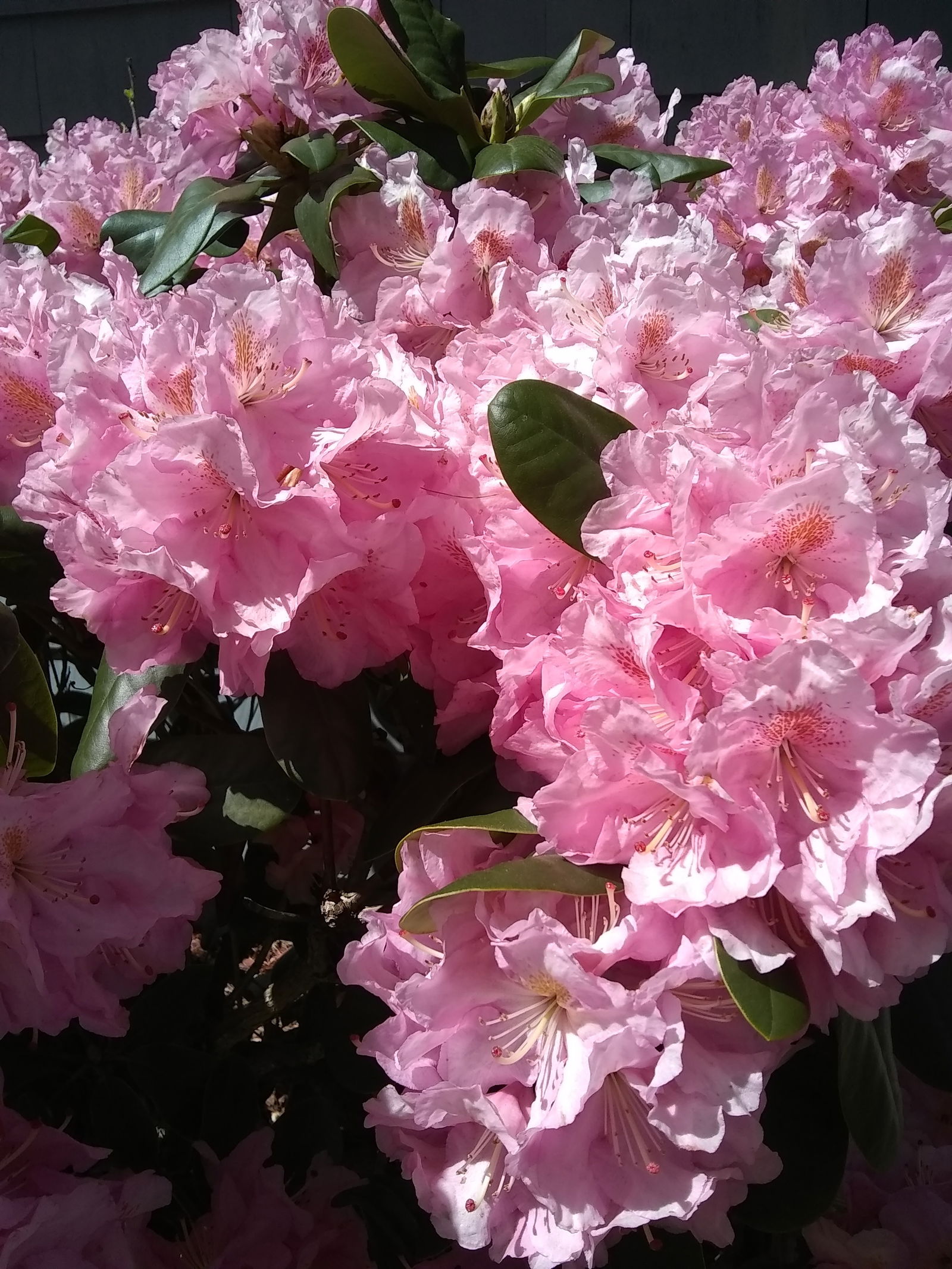 Doe Garden profile banner