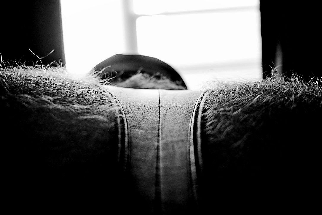Gingerbear profile banner