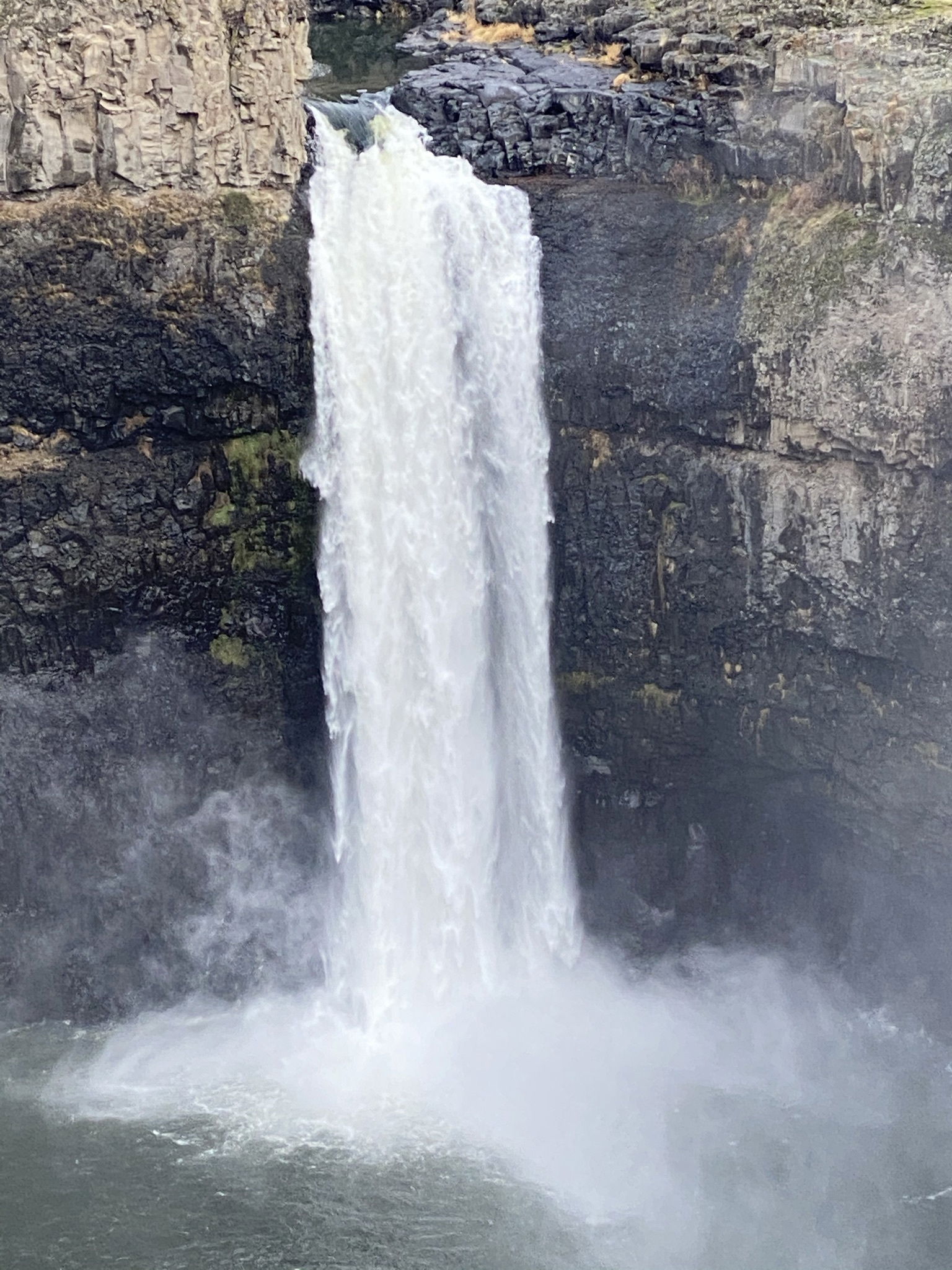 gingerdaddyfox banner