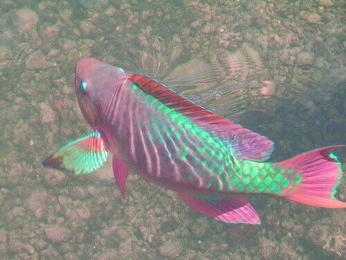 Ellis Angel👼🏻🪽 profile banner
