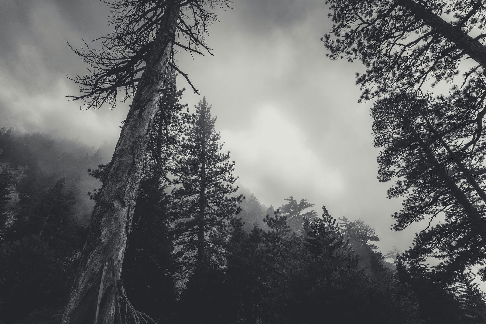 Goth Dom profile banner