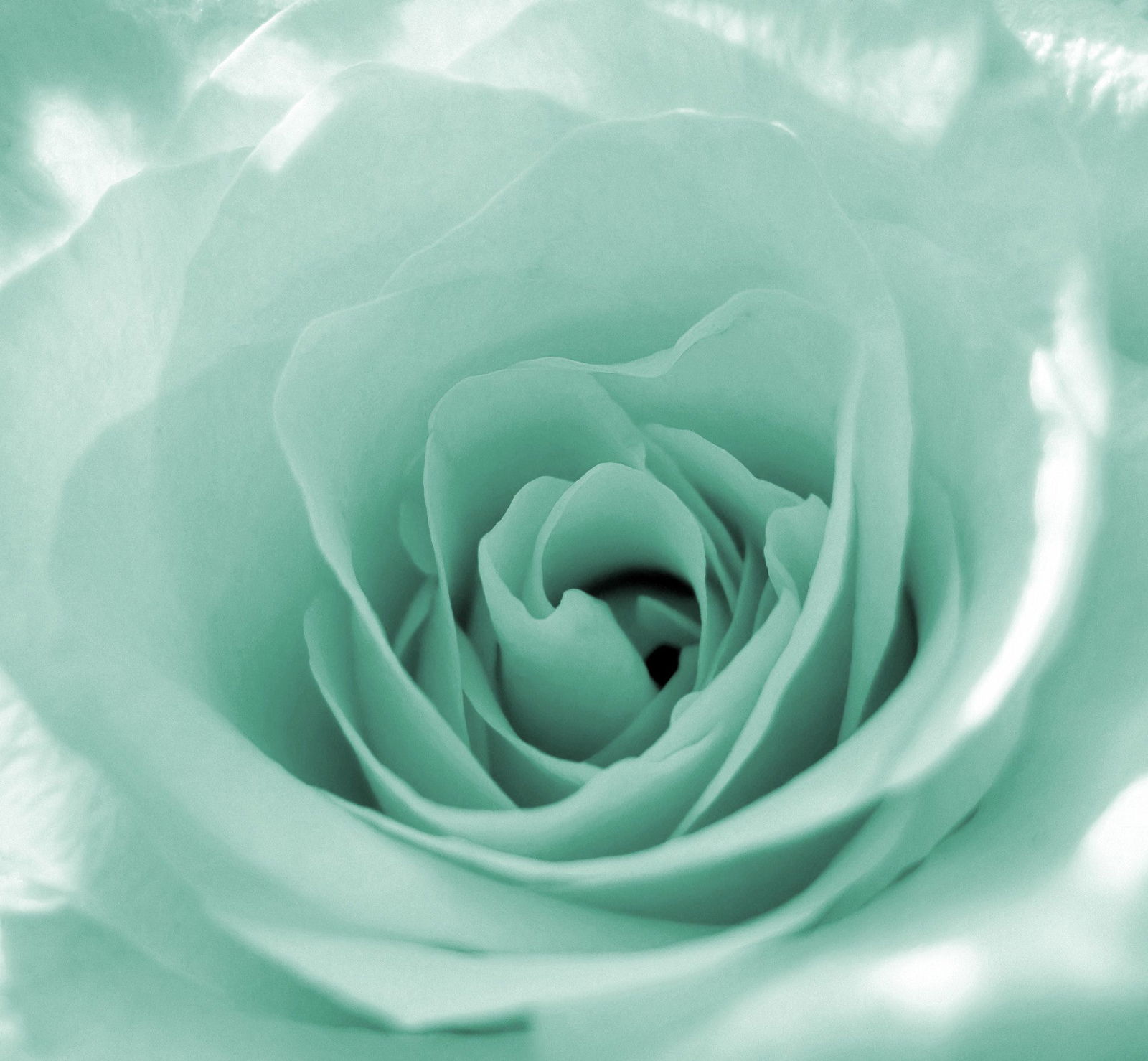 Ivy profile banner