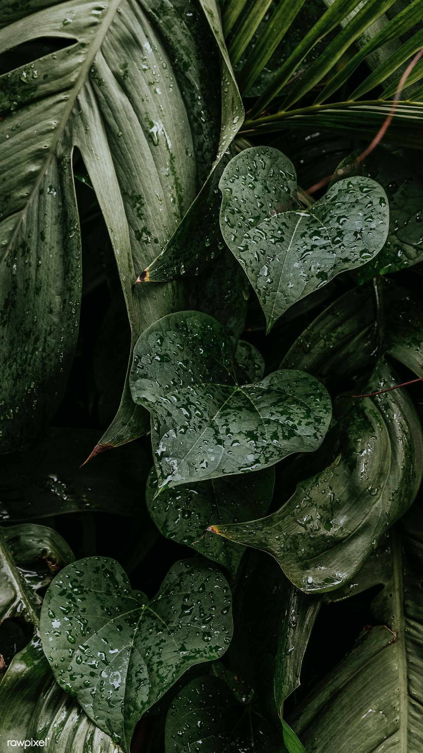 K! profile banner