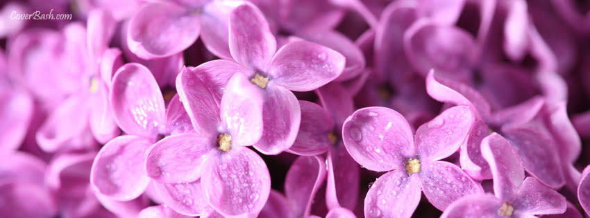 Willow profile banner