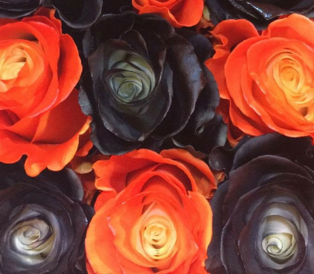 Halloween Rose profile banner
