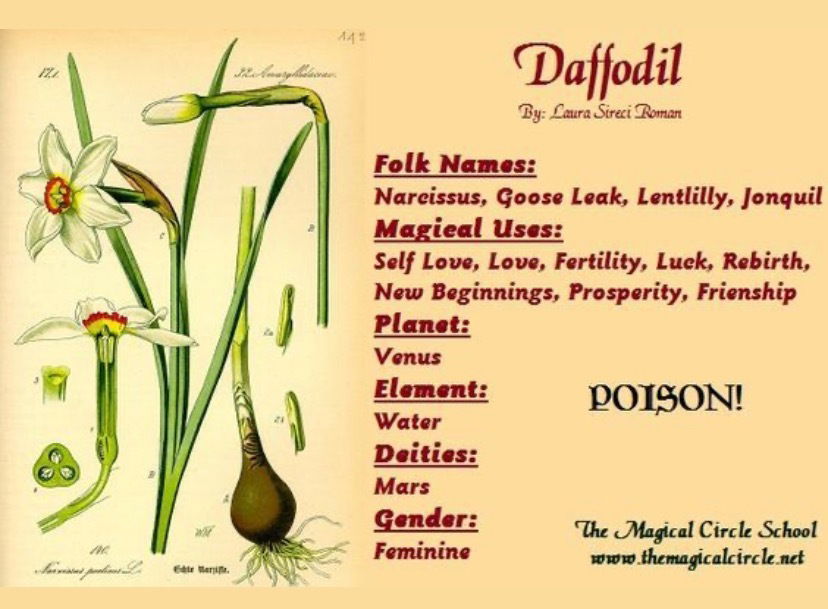 Daffodil Witch profile banner