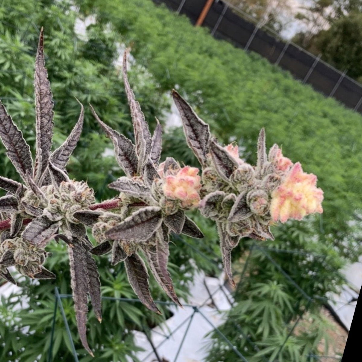 Himbo Kush Lord profile banner