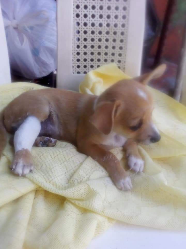 Hogar para cachorros desamparados profile banner