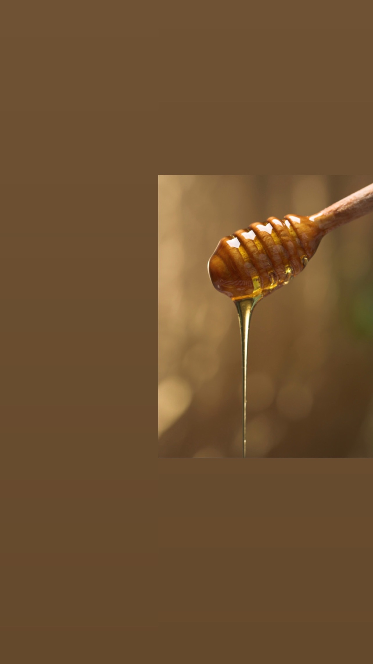 honey bunny profile banner