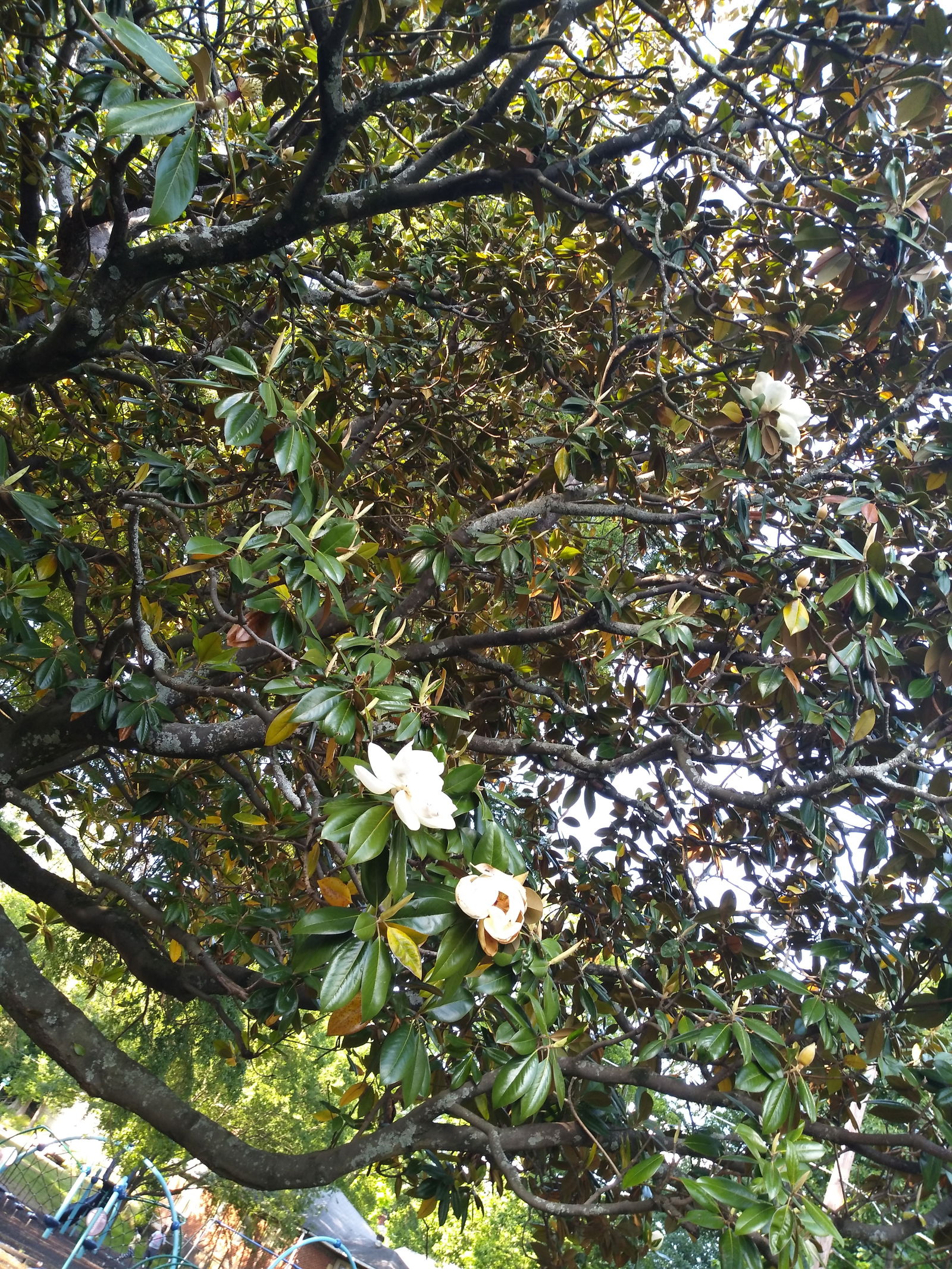 clover profile banner
