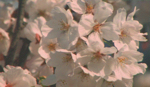 ❀ profile banner