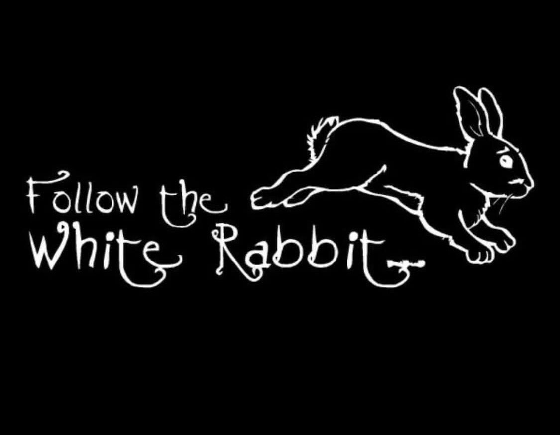 The white rabbit profile banner