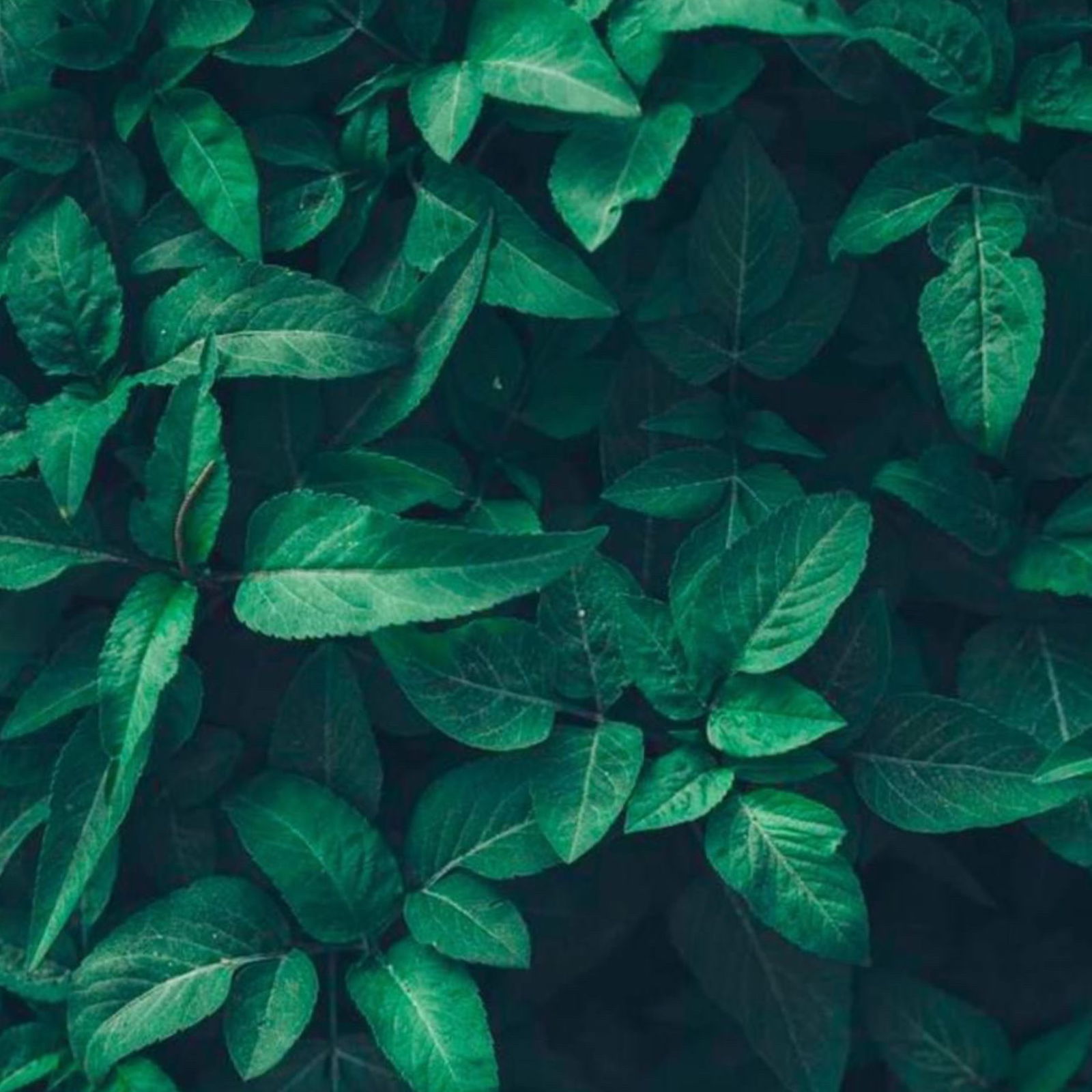 Love Ish profile banner