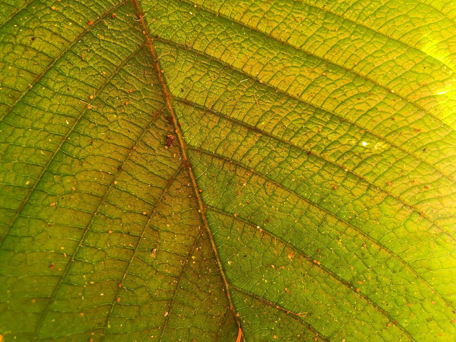 fern profile banner