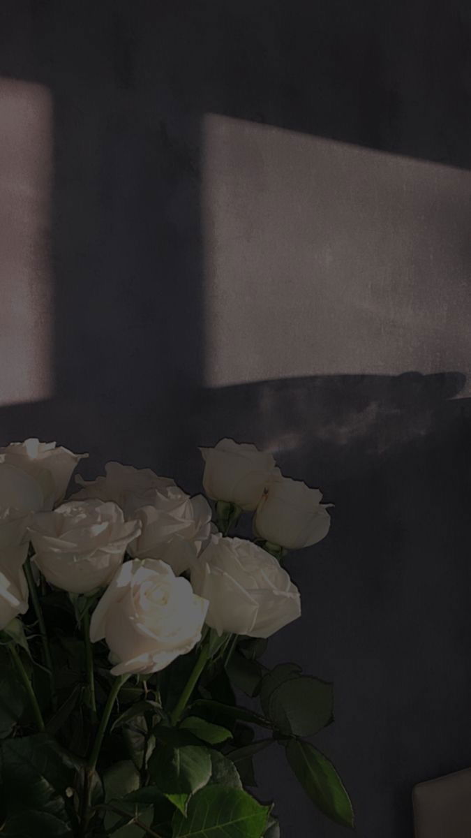 Lola profile banner