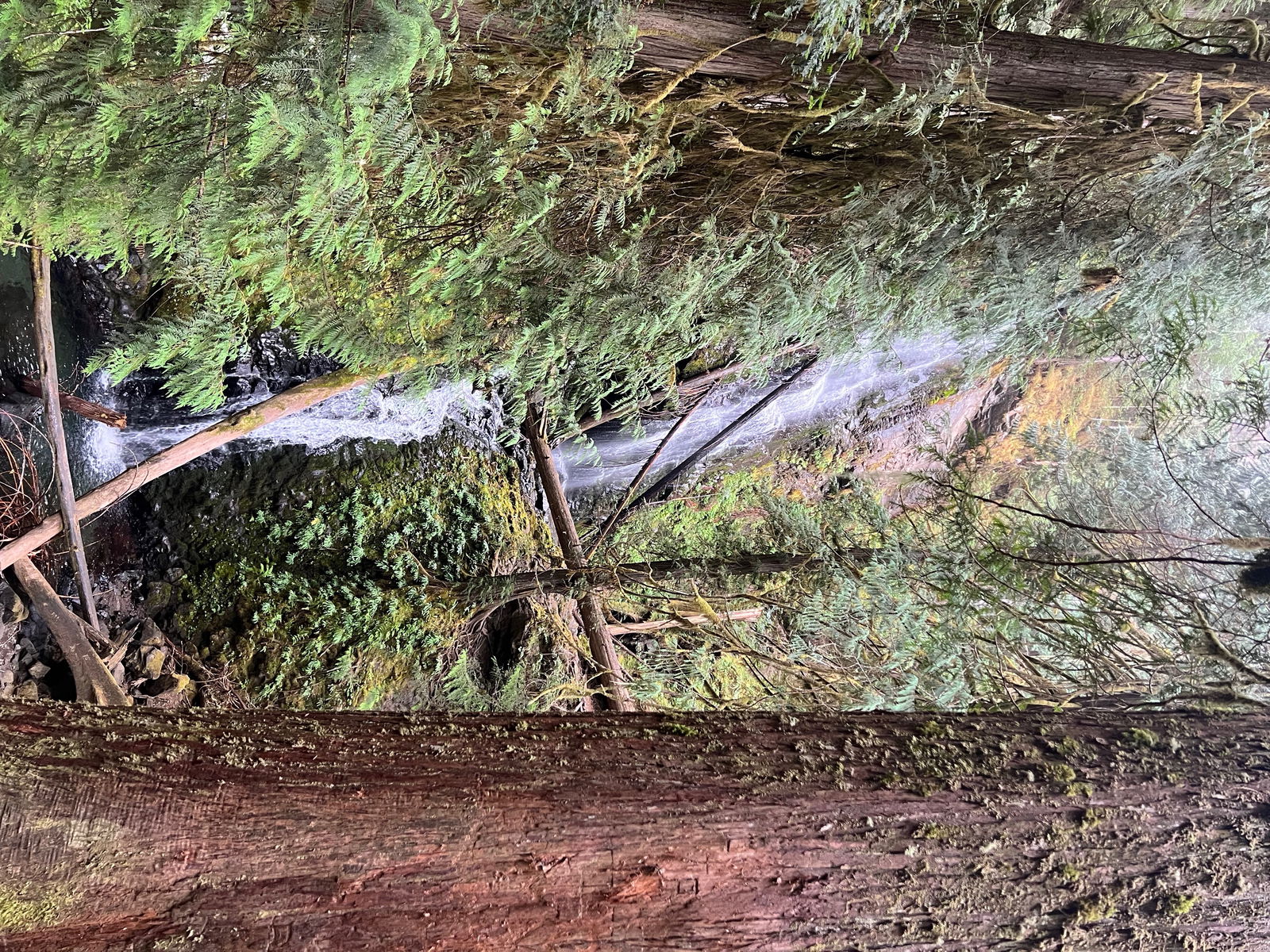 ivypearl42069 banner