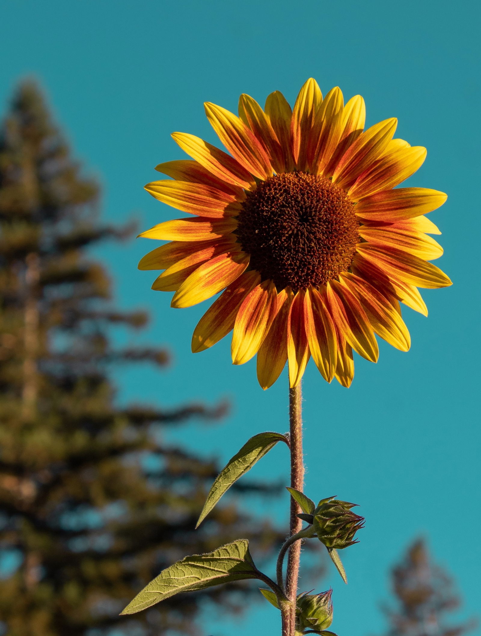 Enlightenment profile banner