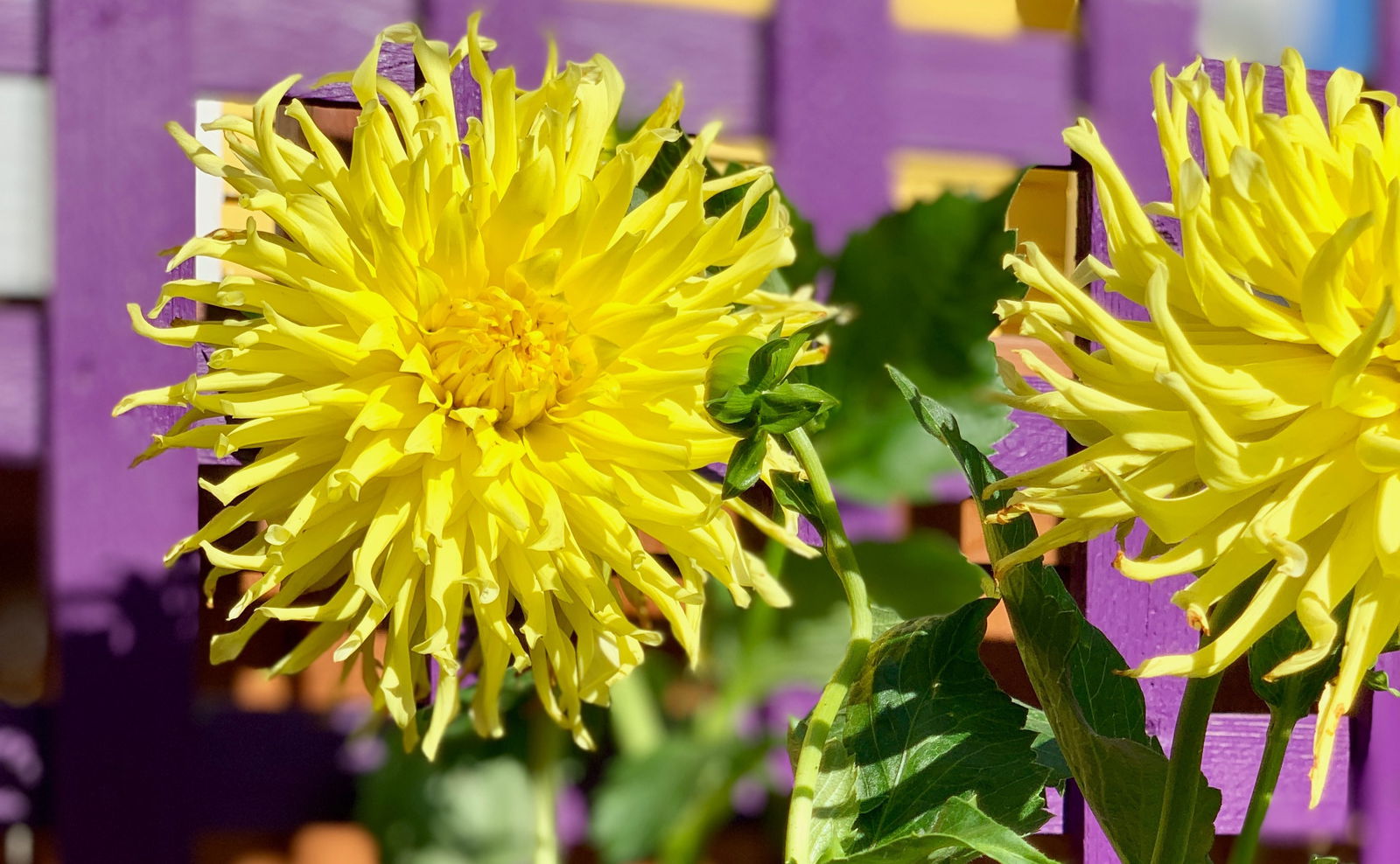 jendosgatitos banner