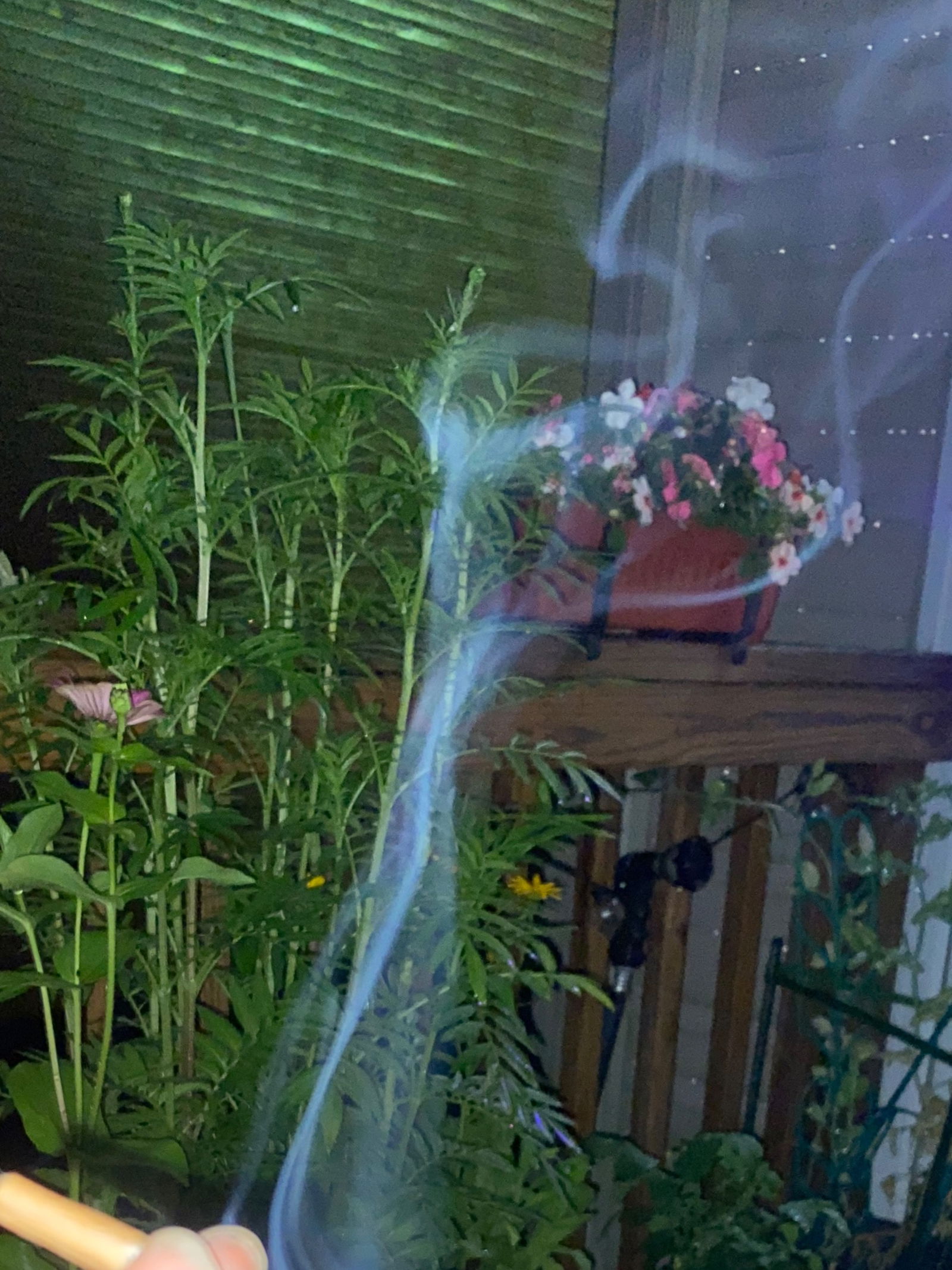 jerri_thedancer banner