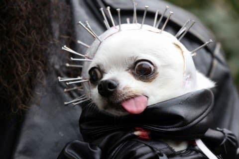 ðĶīBonezðĶī profile banner