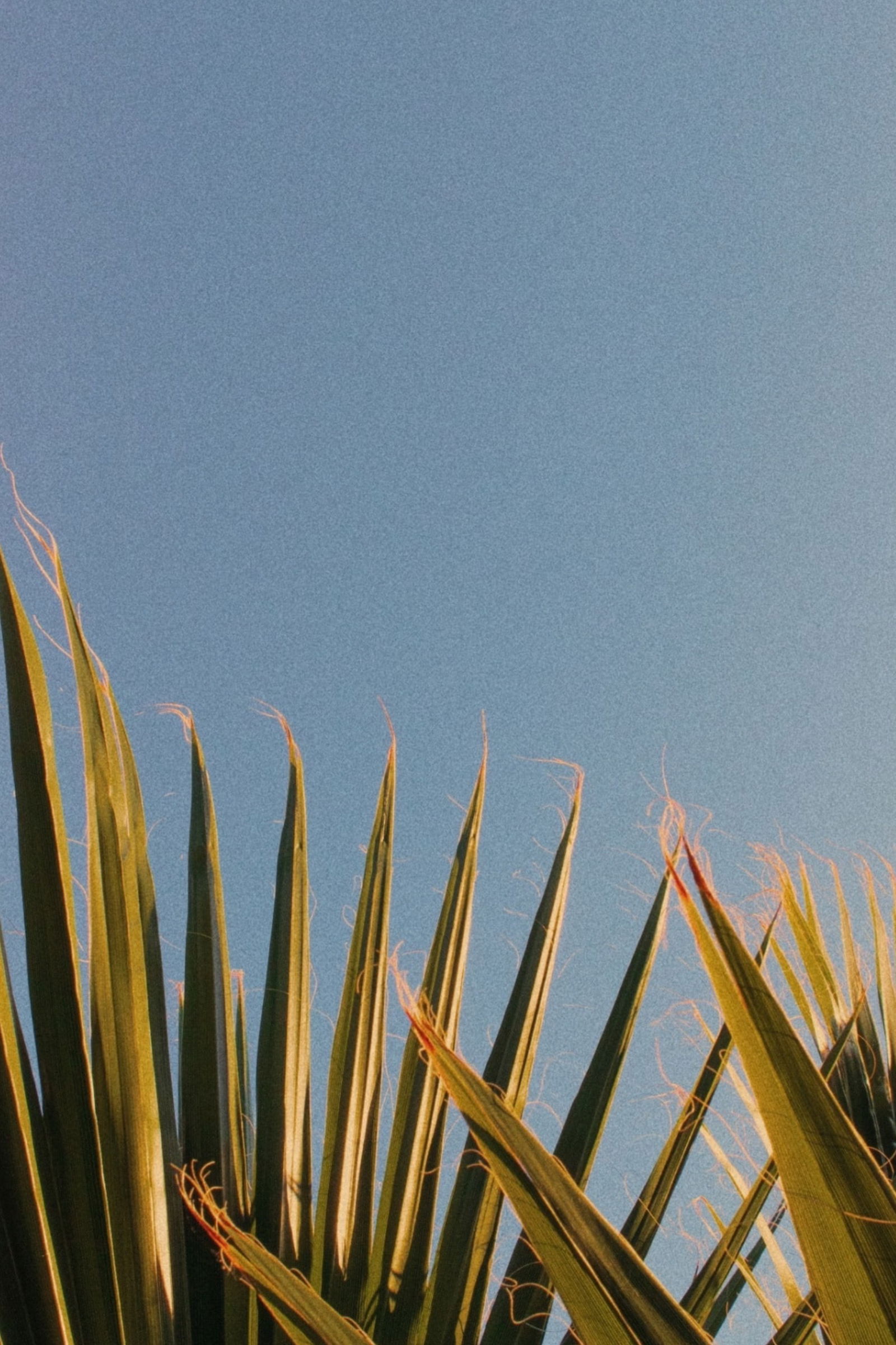 Julia_Kopl profile banner