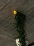 Juniper Hex profile banner