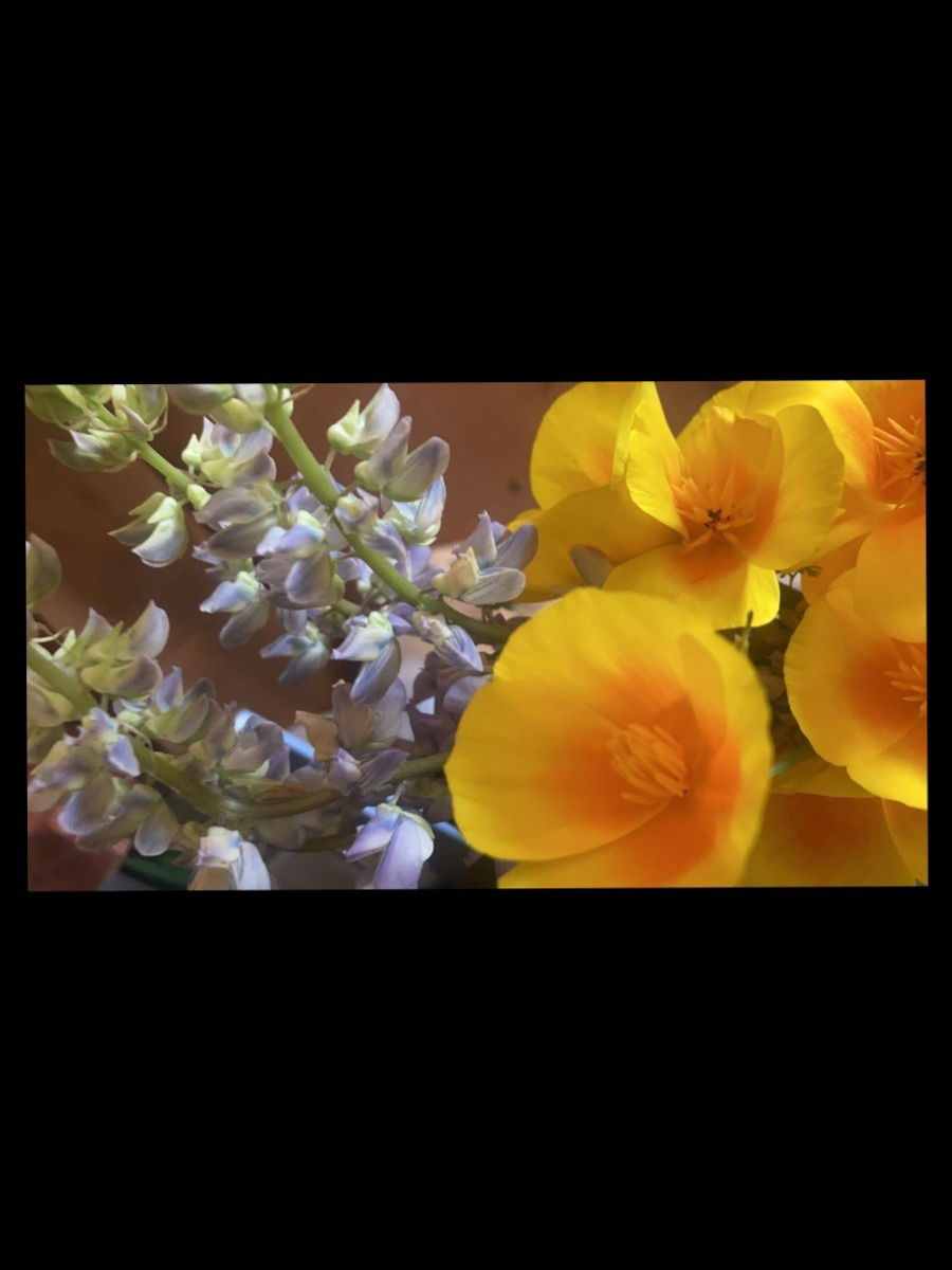 M.Rose profile banner