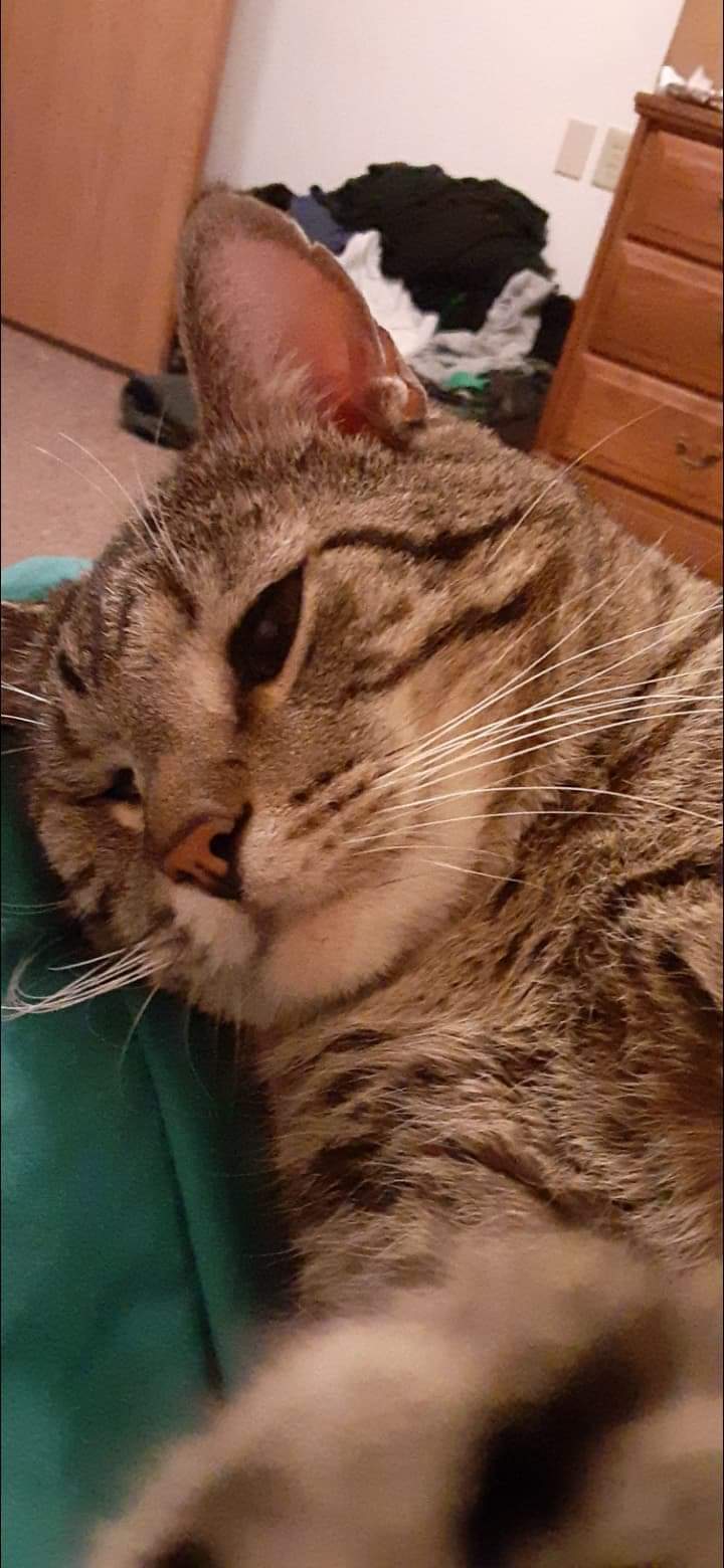 Kit Cat profile banner