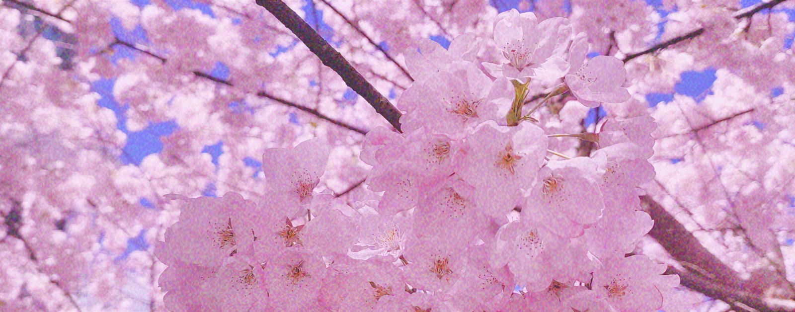 Ava T1ght$ profile banner