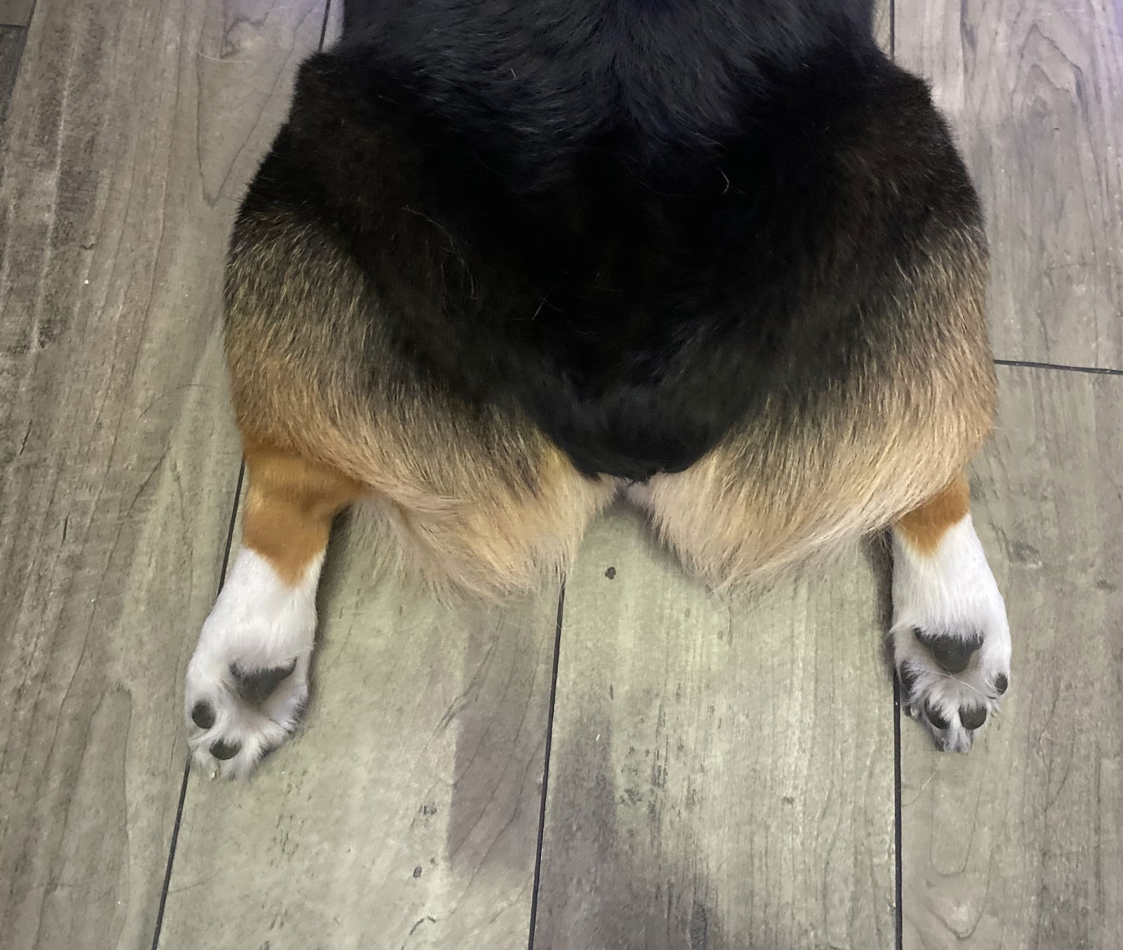 Kona The Corgi profile banner