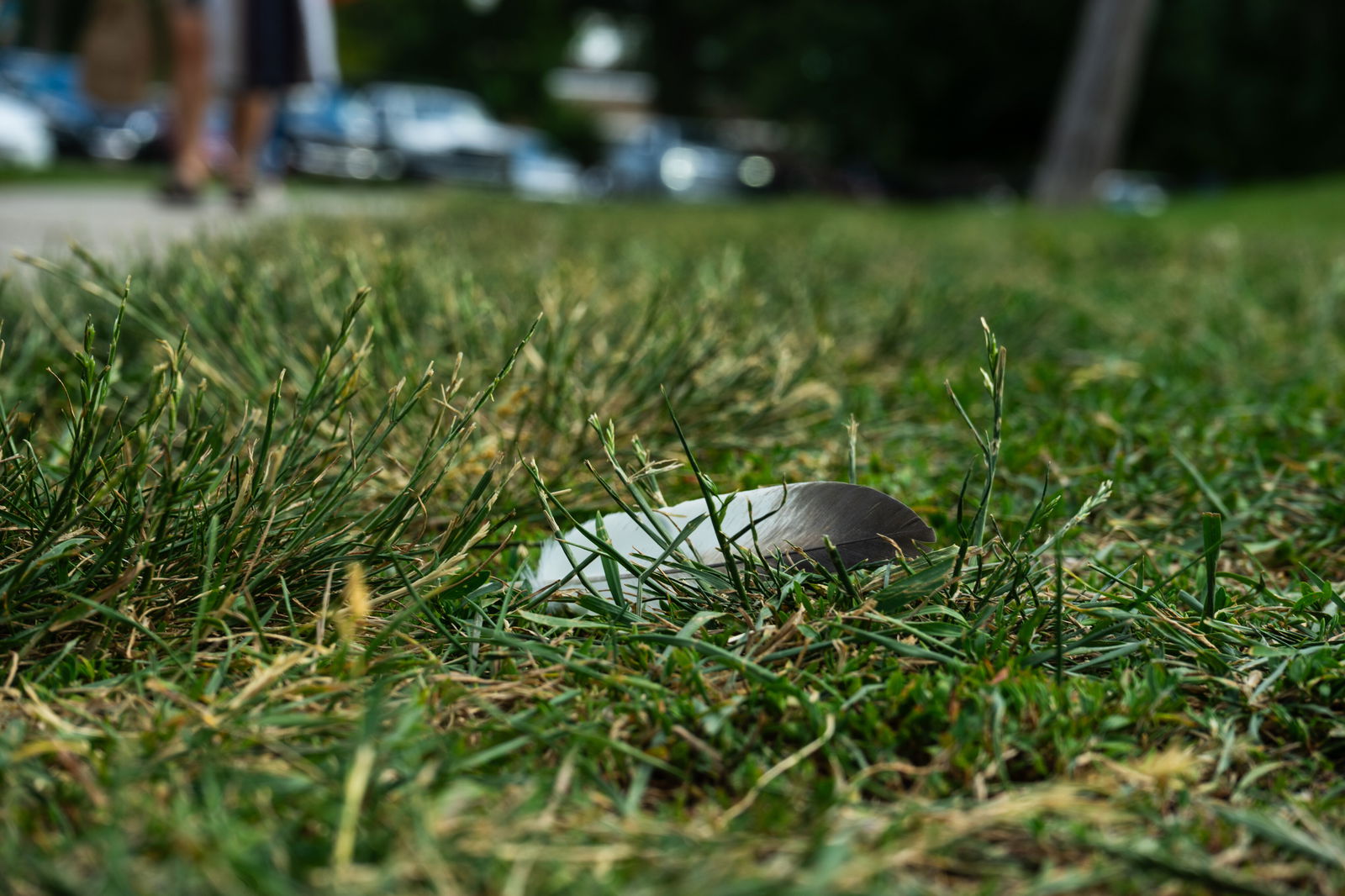 Konig Ratte profile banner