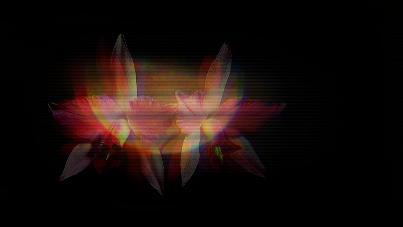 Laelia profile banner
