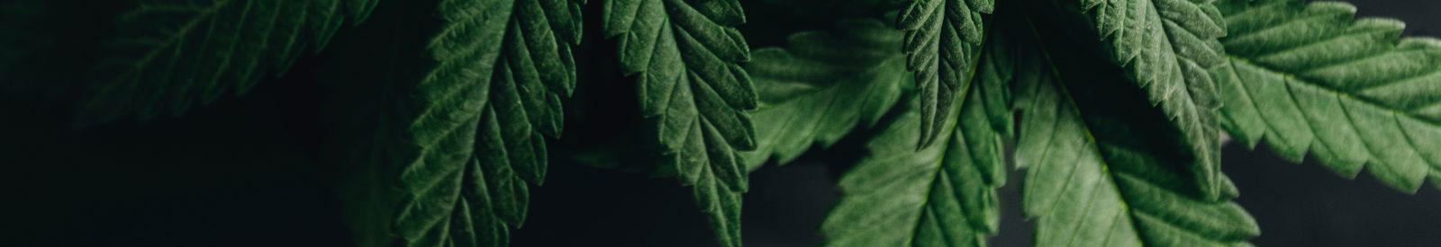 Lara Shoot VIP profile banner