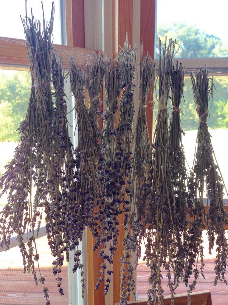 Lavender Spice profile banner