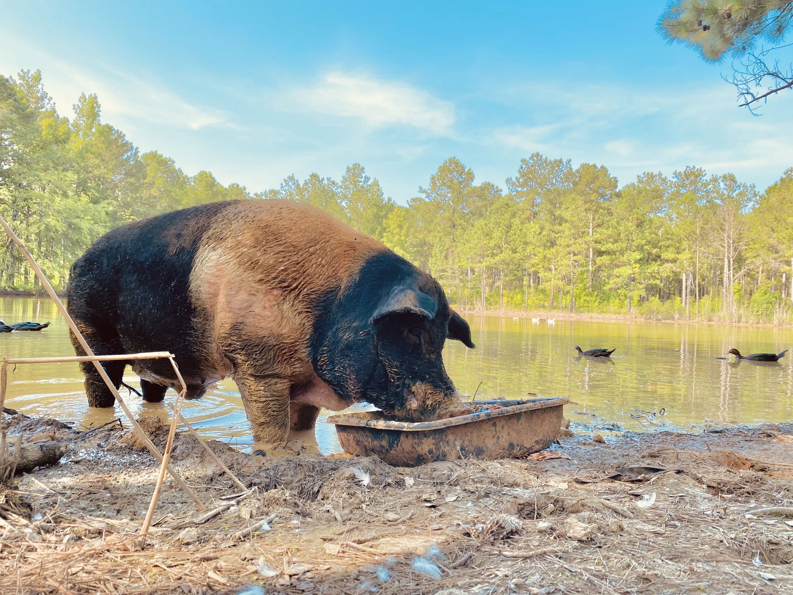 Lenny Pig profile banner