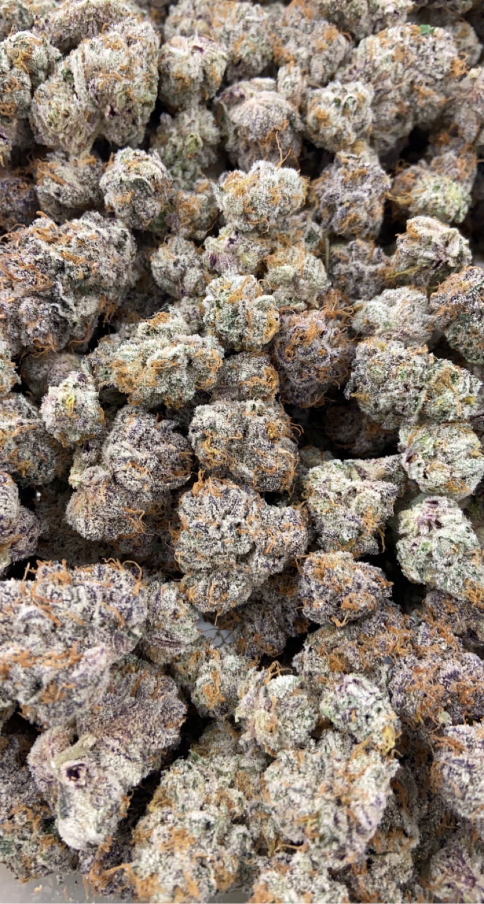 Indica Rain π¦ profile banner
