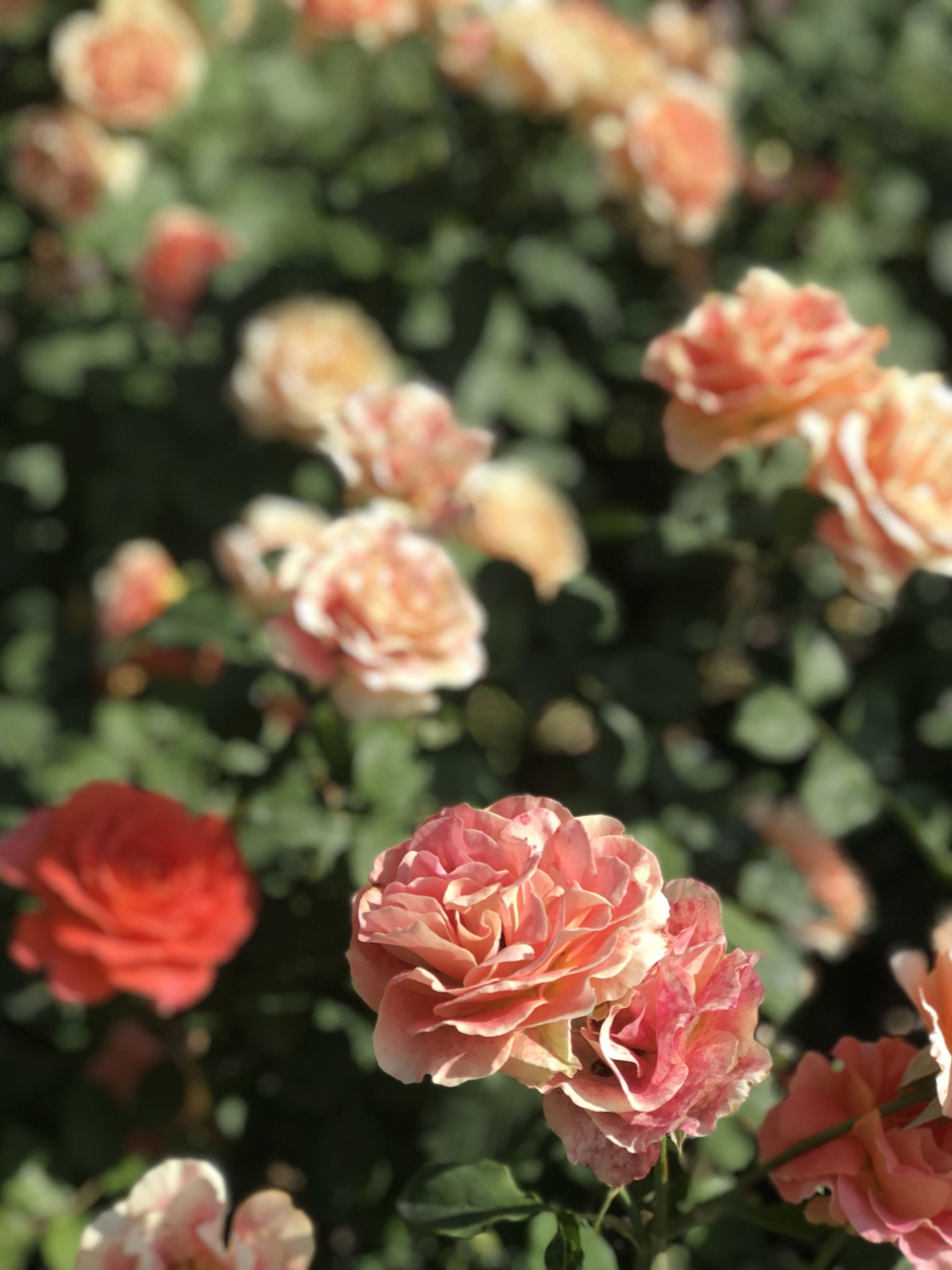 Lilbummybabe profile banner