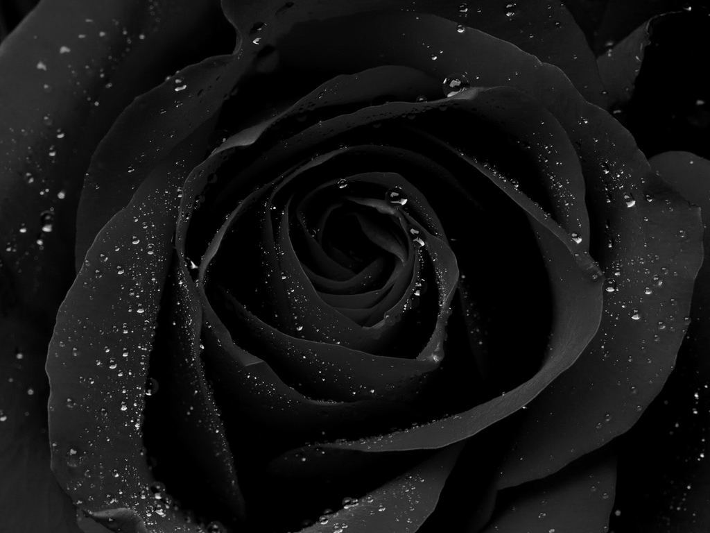 Lilith Rose profile banner